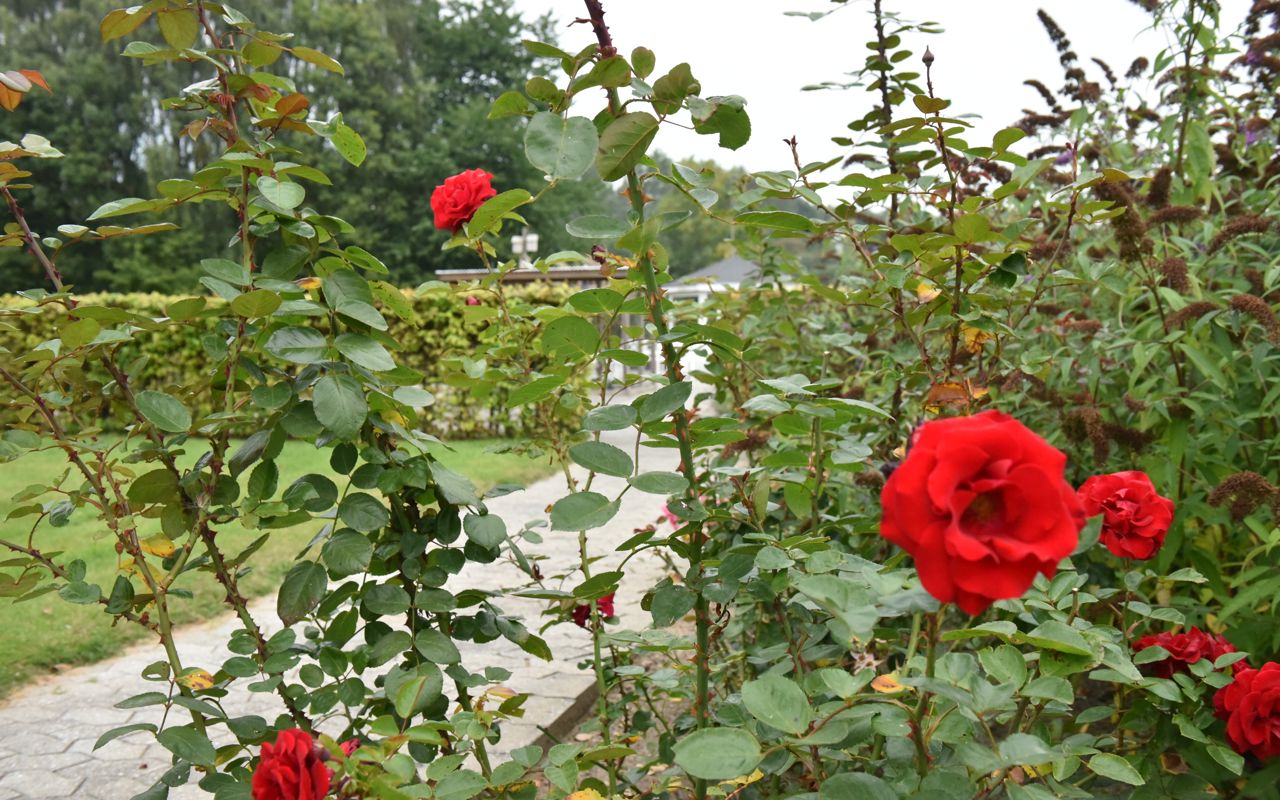 Røde roser i have hos Kildevang