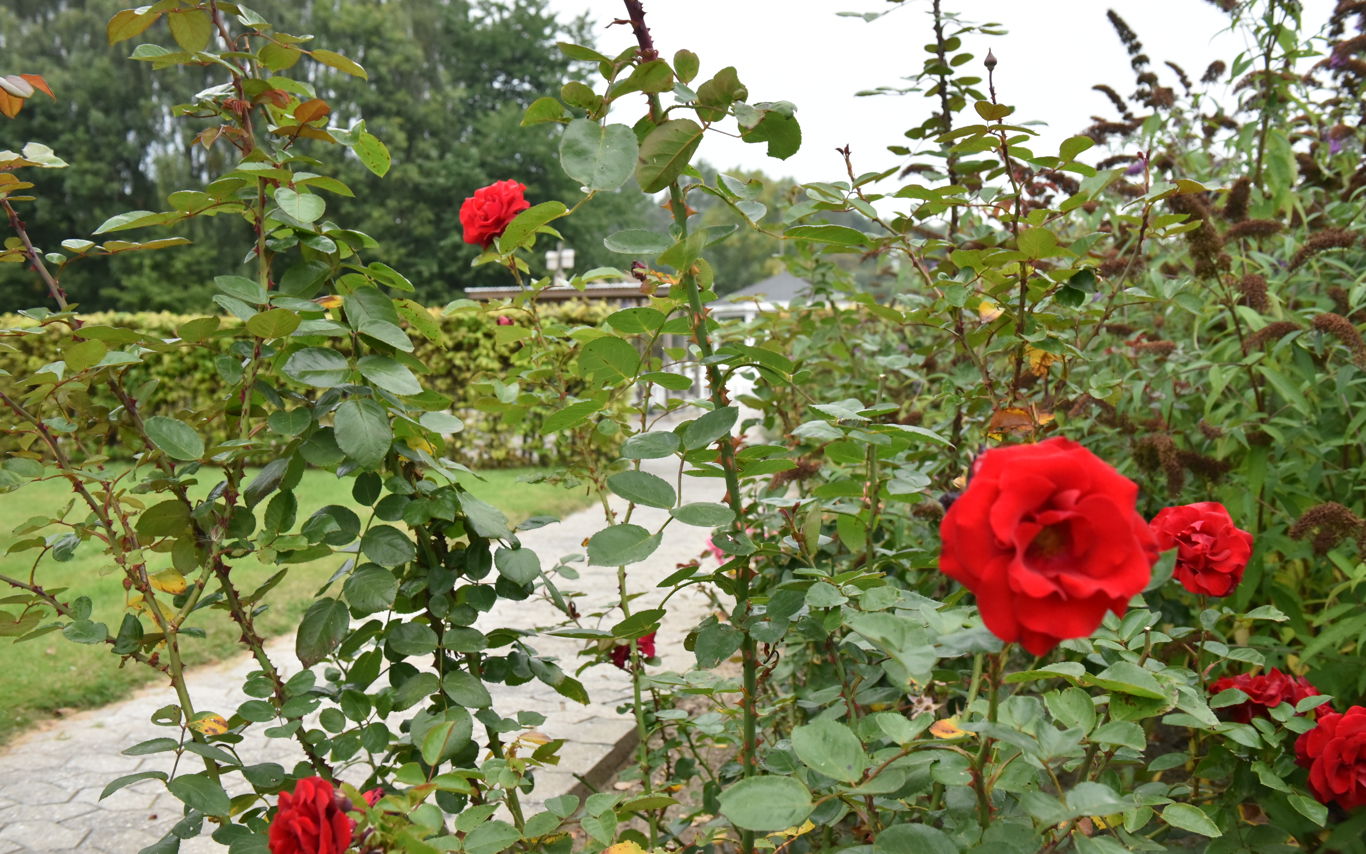 Røde roser i have hos Kildevang