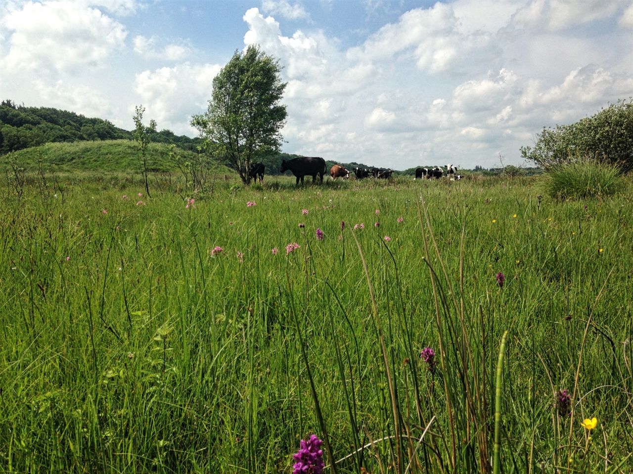 Køer, ulvholm, gøgeurt og trævlekrone