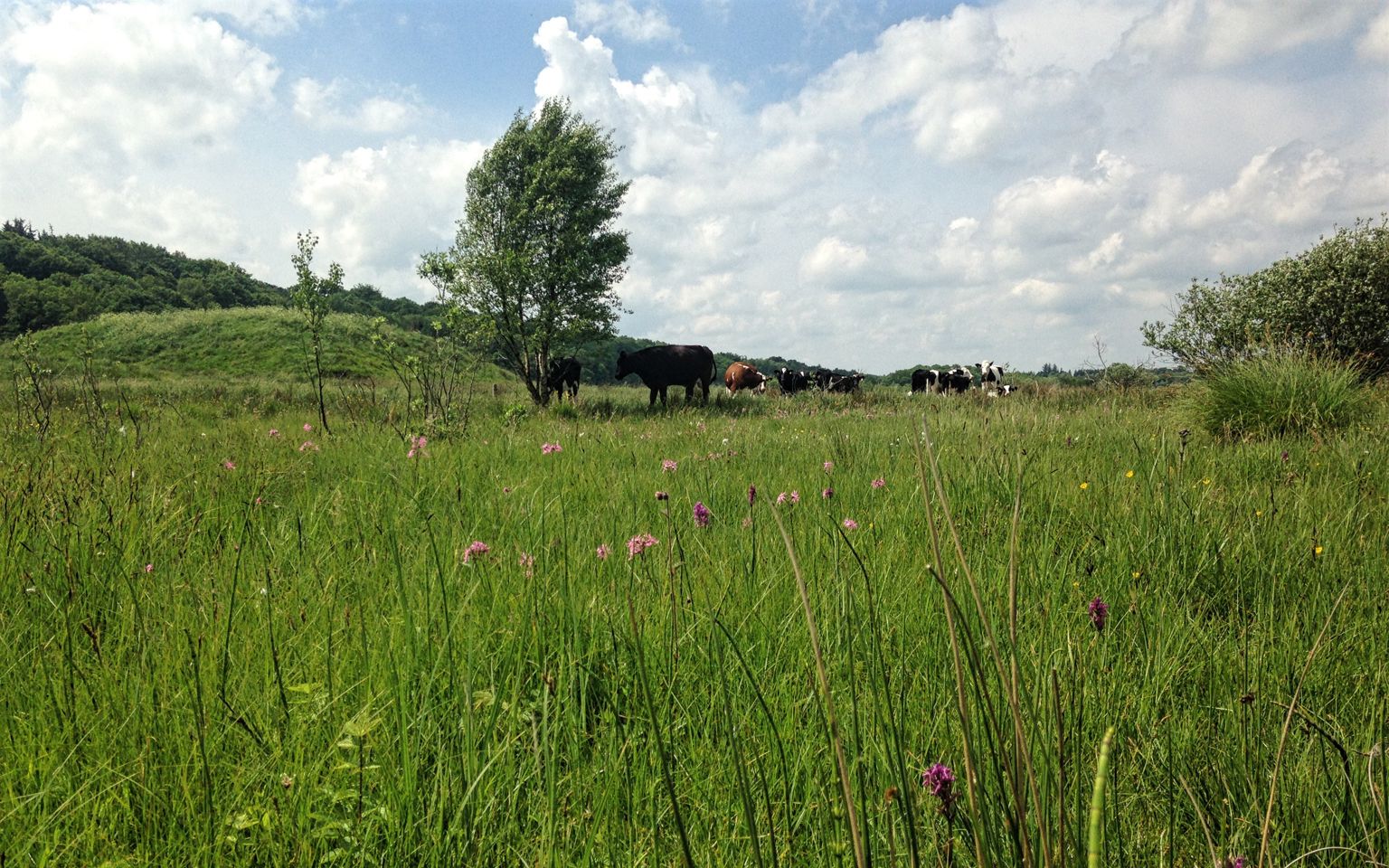 Køer, ulvholm, gøgeurt og trævlekrone