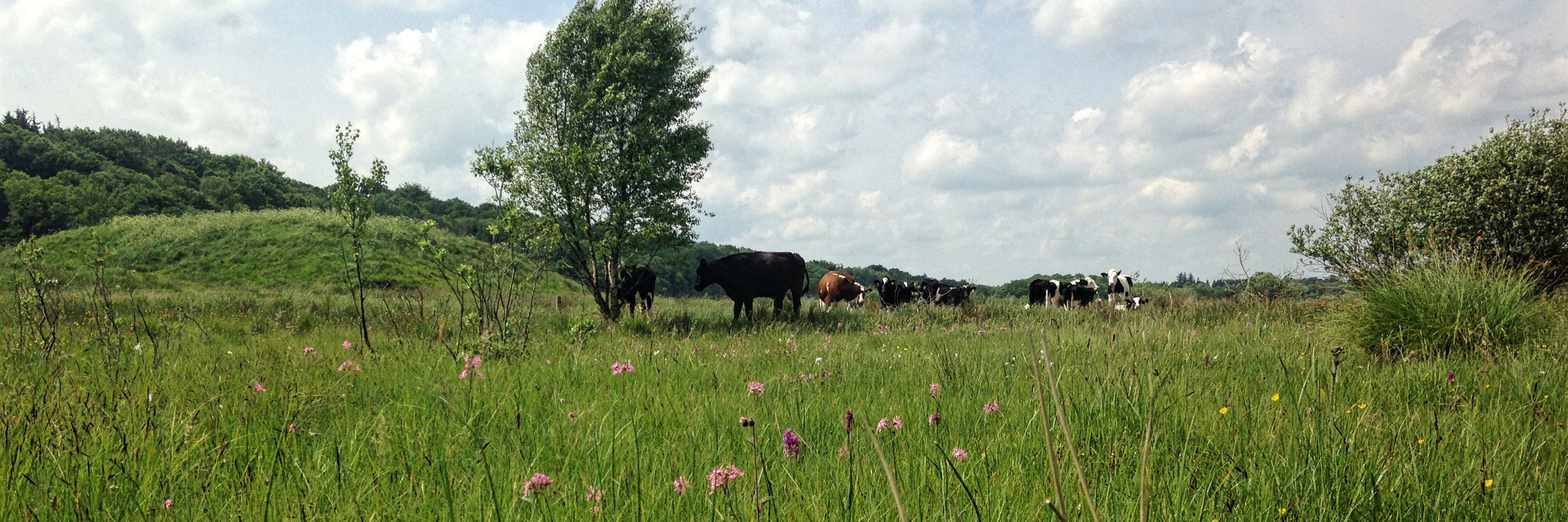 Køer, ulvholm, gøgeurt og trævlekrone