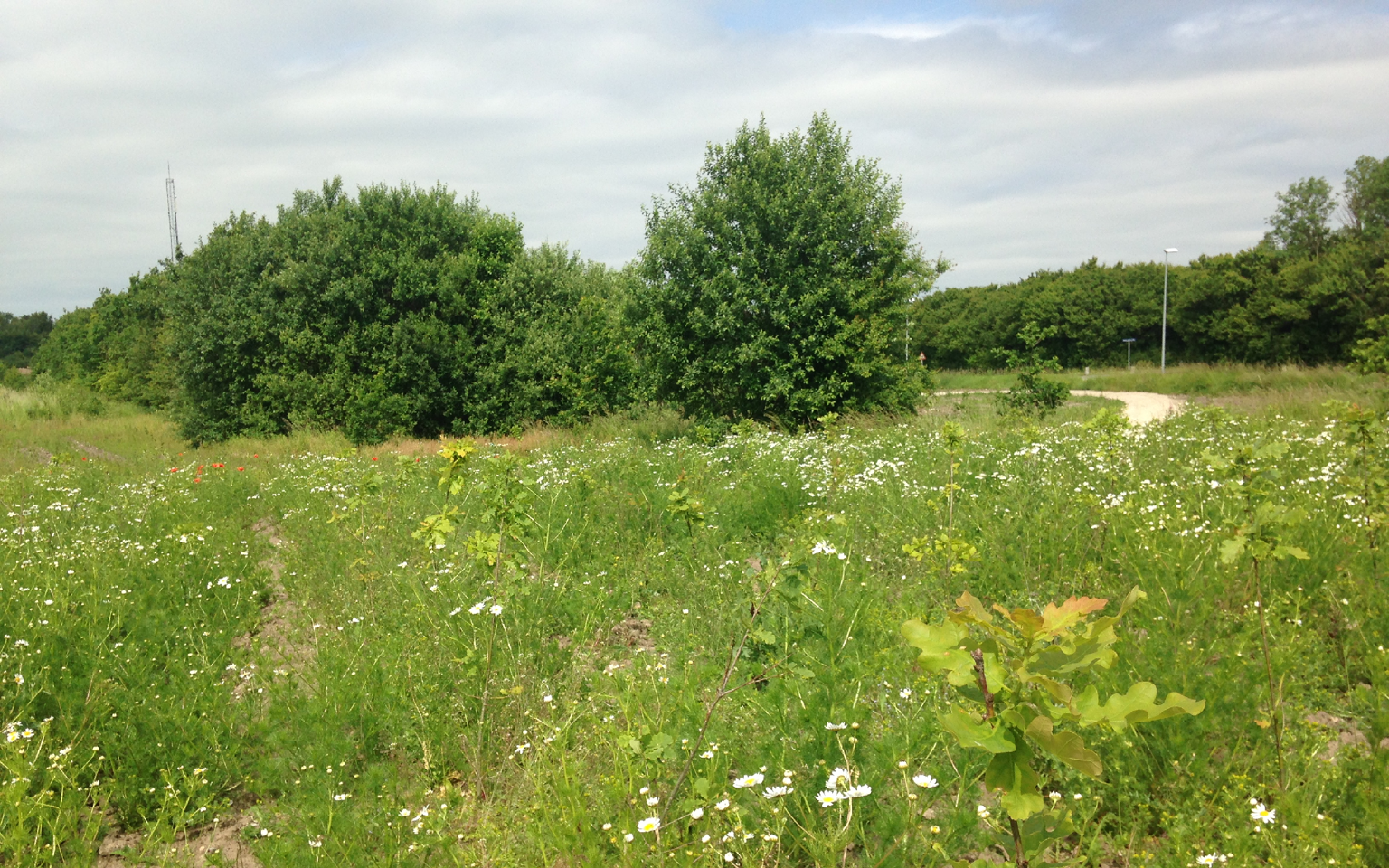 Oust Mølle Folkeskov