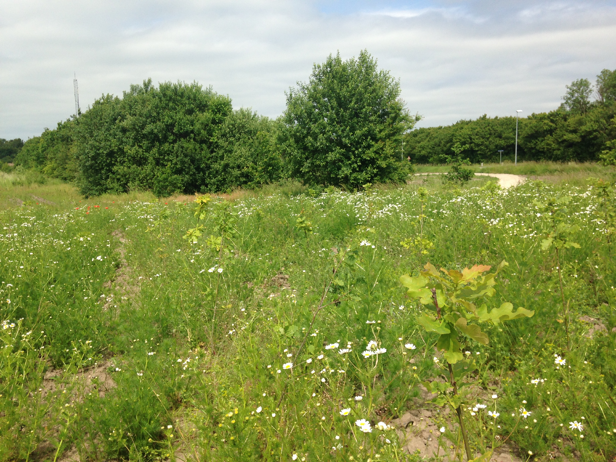 Oust Mølle Folkeskov