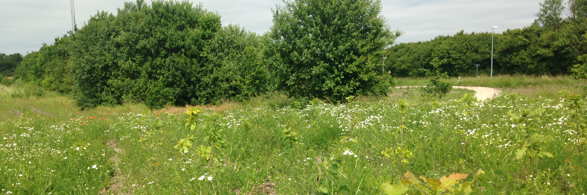 Oust Mølle Folkeskov